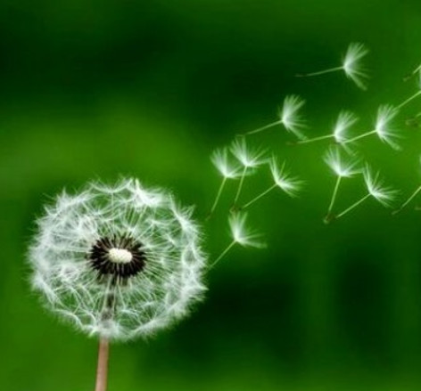 دانلود آهنگ یه روز یه قاصدک تو هوا میزد پرسه ناراحت و گریون همراه با متن